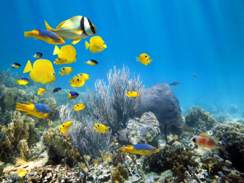 Underwater coral reef scenery with colorful school of fish - Diving the Vandenberg. most popular activities while in Key West