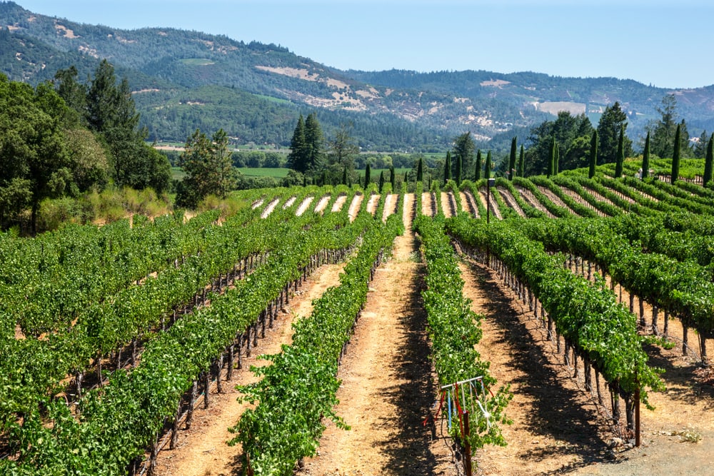 Calistoga, CA - August 14, 2019 A view of the Castello di Amorosa vineyard in Napa Valley.