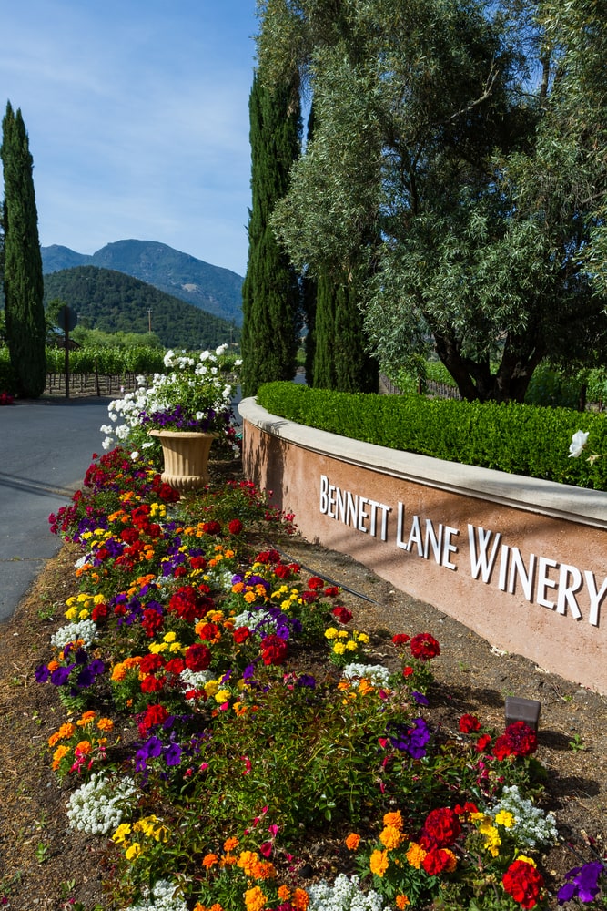 Calistoga, California - May 10 Bennett Lane Winery entrance with beautiful flowers lining the driveway, May 10 2015 Calistoga, California.