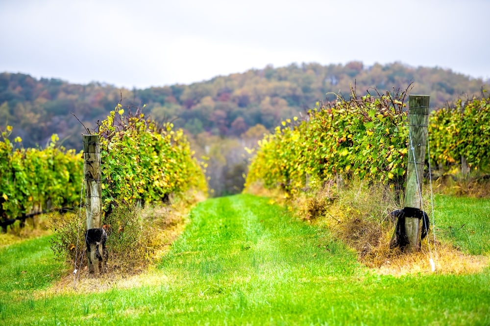 Charlottesville Albemarle county, Virginia vineyard winery rows of grape grapevine plants in countryside Blue Ridge mountains hill autumn fall leaf color foliage landscape