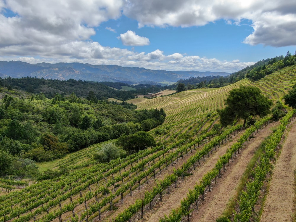 Wineries In St Helena, Sabina Vineyards