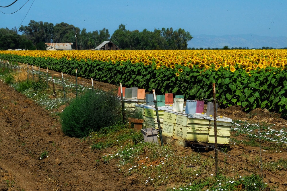 Wineries In St Helena, Taken July 6, 2019 along farmlands on Old Davis Road 2 miles south of the University California at Davis, CA, USA. Image of bright yellow and green sunflowers on a sunny summer day before harvesting.