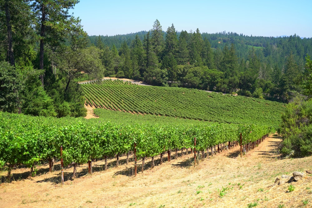 View of Napa Valley vineyard on top of Howell Mountain in St. Helena, CA.