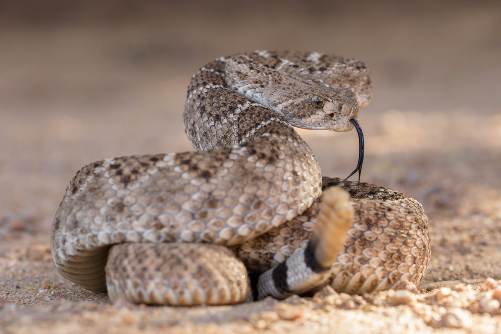 Snakes In New Mexico - Western Diamondback Rattlesnake