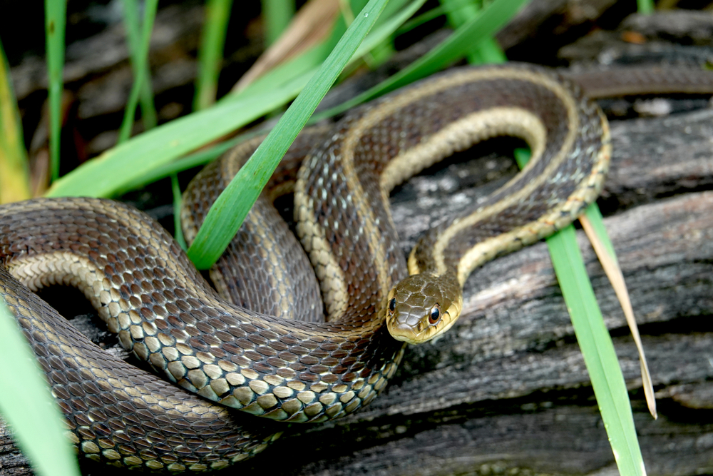 Snakes In Vermont - Garter Snake