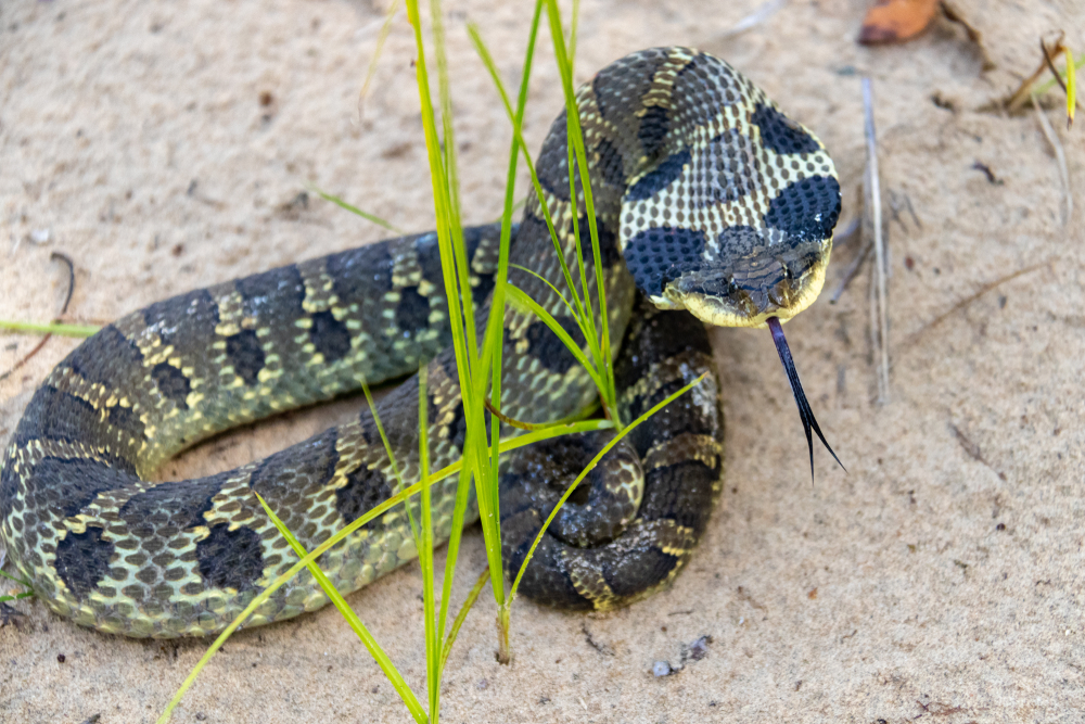 Snakes In Vermont - Eastern Hog-Nosed Snake