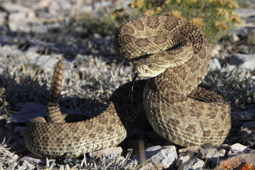 Snakes In New Mexico - Prairie Rattlesnake