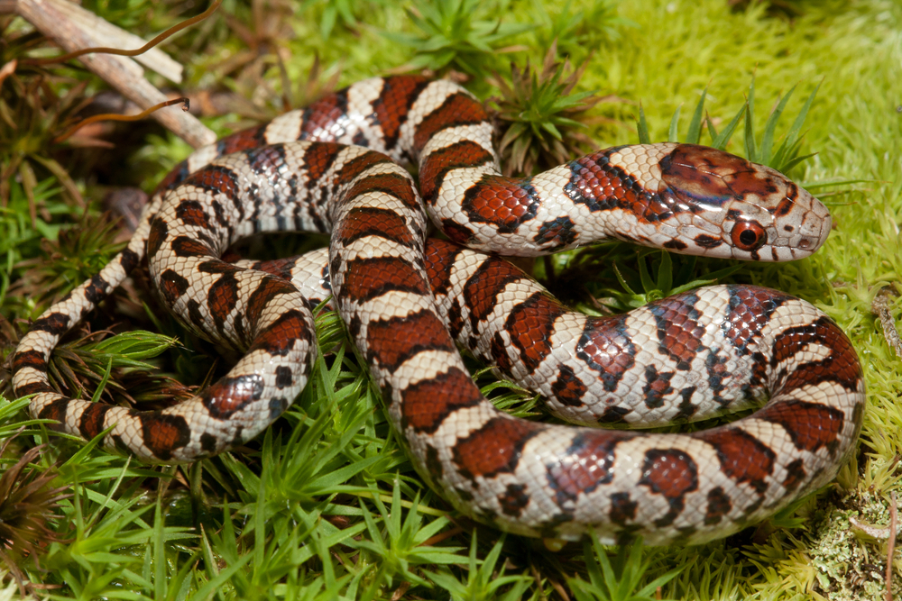 Snakes In Vermont - Eastern Milksnake