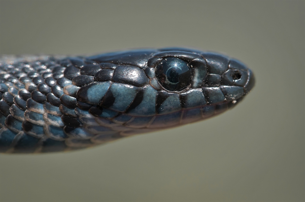 Plains Black-Headed Snake 