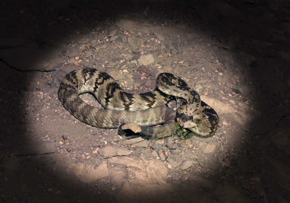 night snake