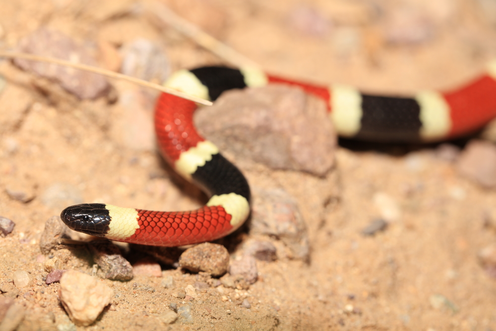 Snakes In New Mexico - Sonoran Coral Snake