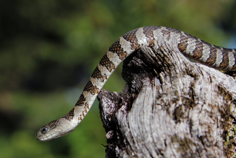 Snakes In Vermont - Northern Watersnake