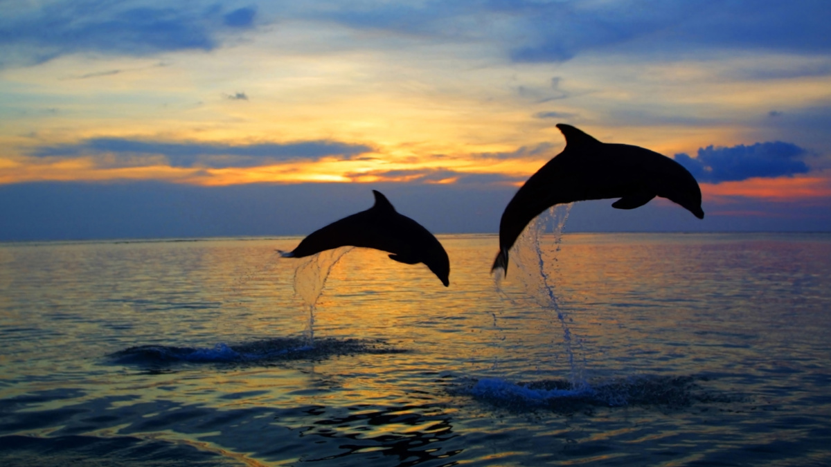 dolphins jumping out of the water in unison
