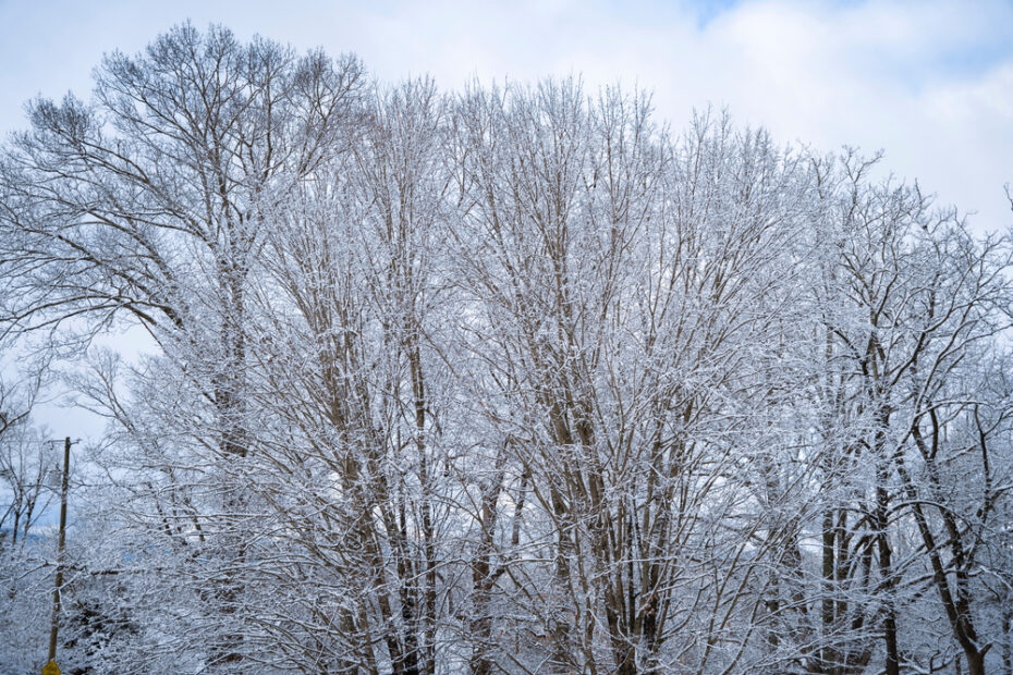 Snowy trees in Asheville, North Carolina