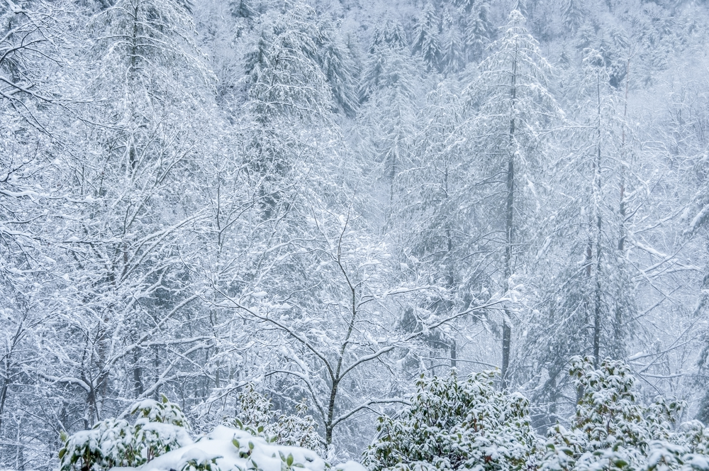 Snowy trees in Georgia